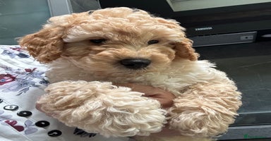 Cavapoochon dogs - Advert 4