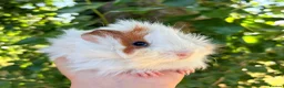 Guinea Pig rodents for sale: LOTS Of Gorgeous Gentle Baby Boy Guinea Pigs 🩵 - Advert 1