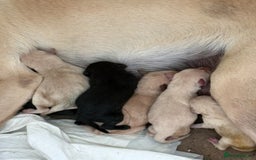 Labrador Retriever dogs for sale: Labrador pups - Image 21
