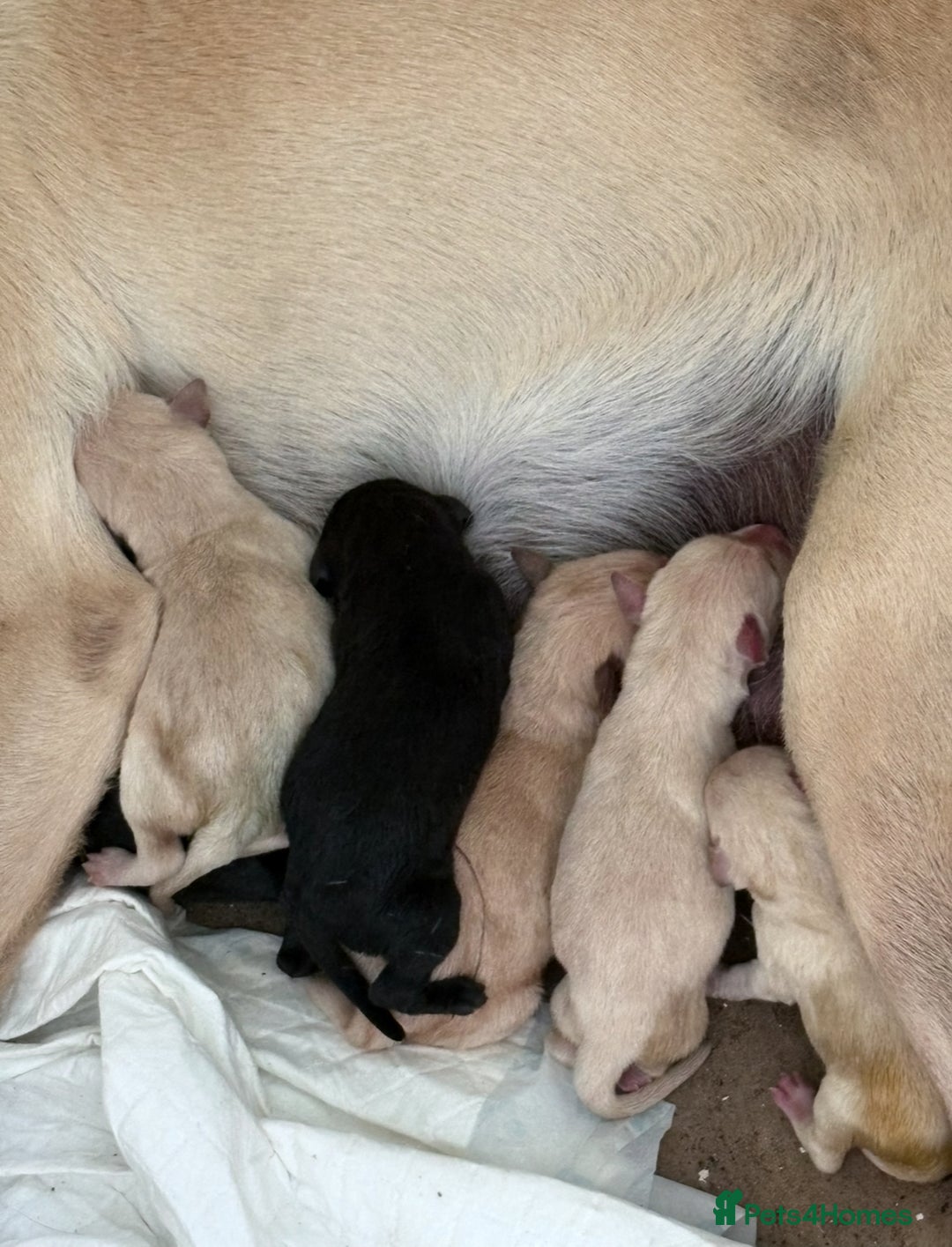 Labrador Retriever dogs for sale: Labrador pups - Image 21