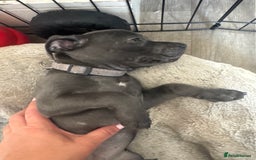 Staffordshire Bull Terrier dogs for sale: Blue Staffordshire terrier puppies/ 1 girl left  in Bristol - Image 6