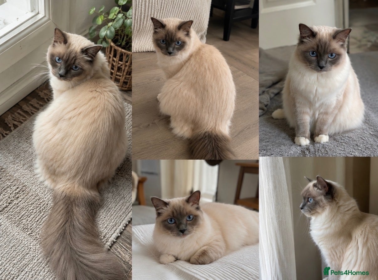 Ragdoll cats Active Ragdoll Queen Looking for a New Home - Advert 13
