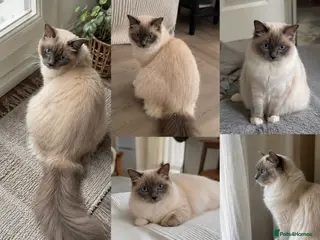 Ragdoll cats Active Ragdoll Queen Looking for a New Home - Advert 13
