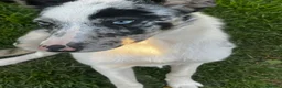 Border Collie dogs for sale: Border Collie Merle 7months  in Worcester - Advert 5