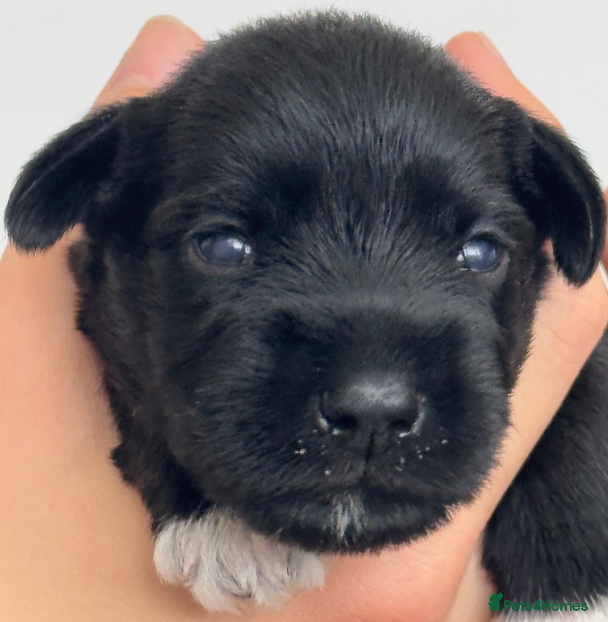 Miniature Schnauzer dogs 💙💙KC MINI SCHNAUZER PUPS BOYS 💙💙 - Advert 6