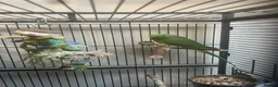 Ringnecks birds for sale: Indian Ringneck - Advert 6