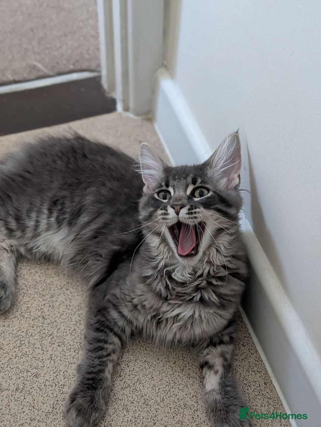 Maine Coon cats for sale: Obie the Maine coon  - Advert 5