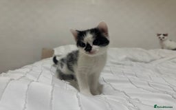 Mixed Breed cats for sale: 3 beautiful kittens looking for new home - Image 15