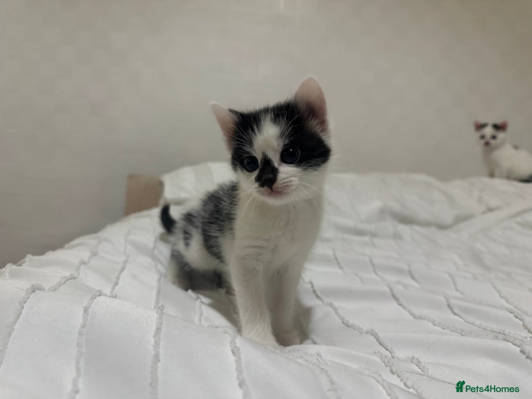 Mixed Breed cats for sale: 3 beautiful kittens looking for new home - Image 15
