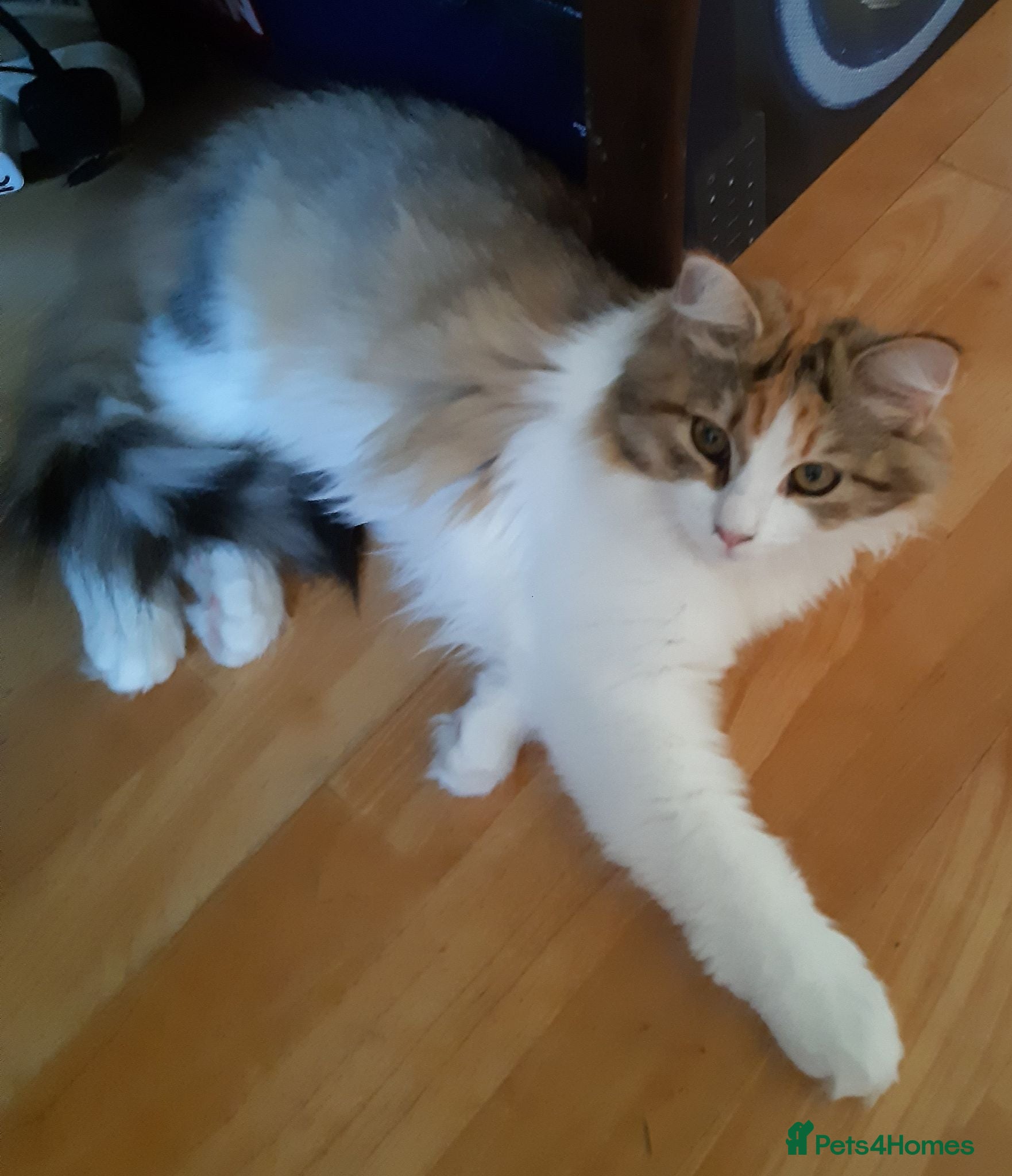 Siberian cats Gorgeous Siberian Girl - Advert 2