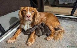 Cocker Spaniel dogs for sale: Chocolate/Chocolate Tan working cocker pups - Advert 16