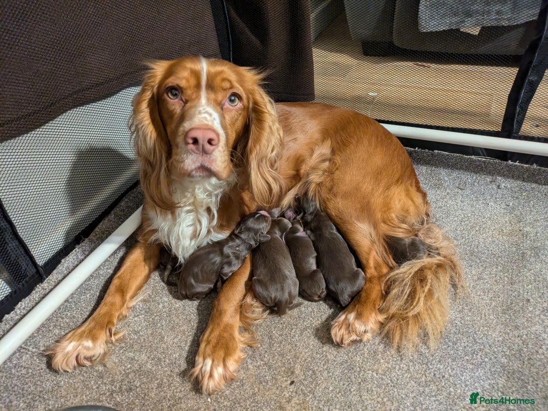 Cocker Spaniel dogs for sale: Chocolate/Chocolate Tan working cocker pups - Advert 16