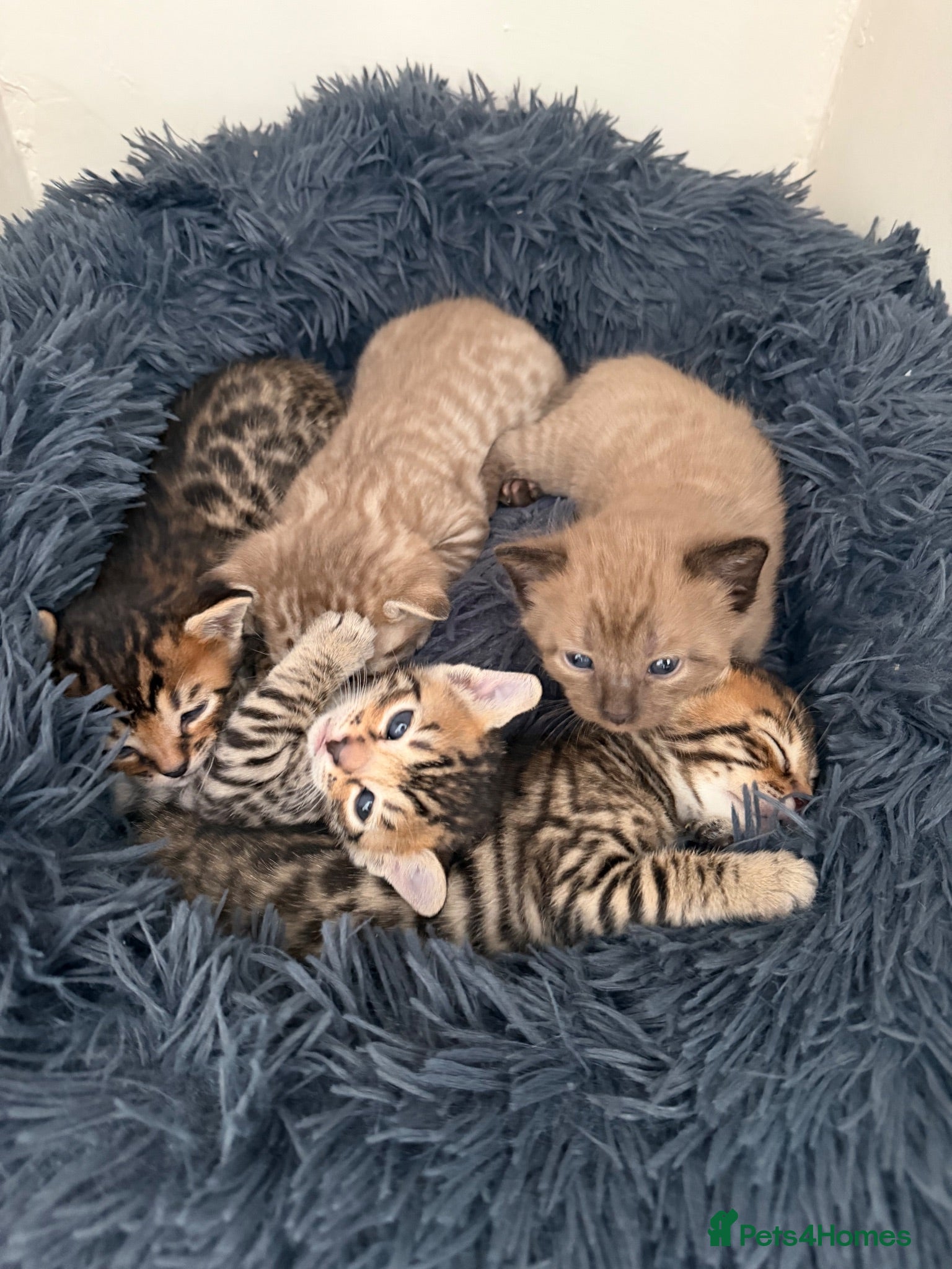 Bengal cats Beautiful Bengal cross kittens  - Advert 15