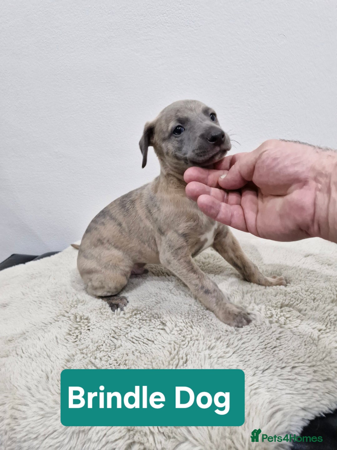 Whippet dogs for sale: KC Reg Whippet Puppies for sale  - Advert 17