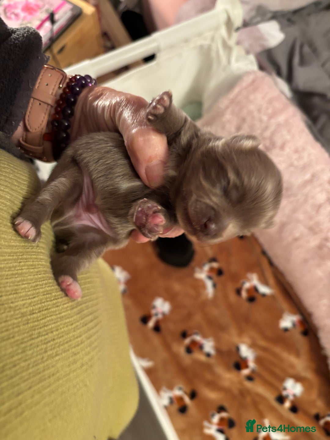 Pomchi dogs for sale: Primrose’s precious pomchi babies - Advert 15