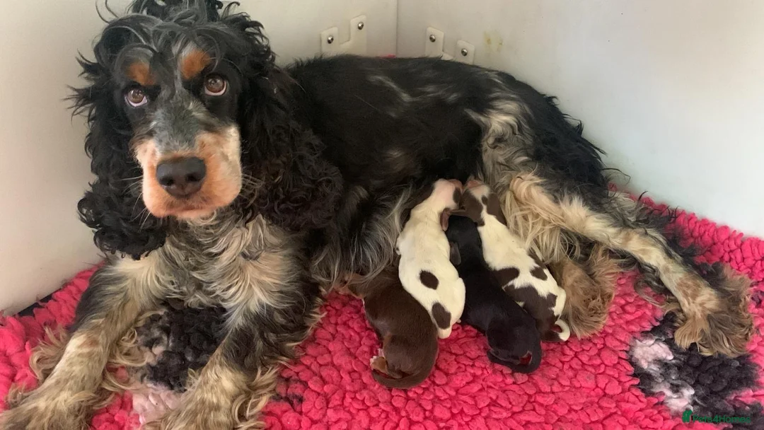 Cocker Spaniel dogs for sale: 4 kc reg show cocker spaniel puppies - Advert 2