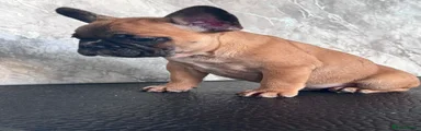 French Bulldog 1