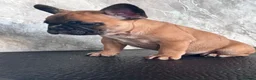 French Bulldog dogs for sale: Champion Sired red fawn French bulldog puppies  - Advert 17