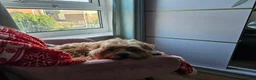 Maltese dogs for sale: LOVING FOREVER HOME WANTED – DOG & KITTEN  - Advert 8