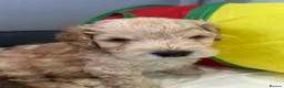 Cockapoo dogs for sale: 5 stunning Boys  - Advert 11