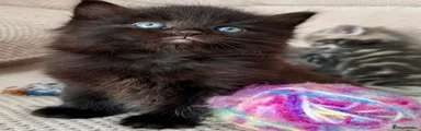 Mixed Breed 2