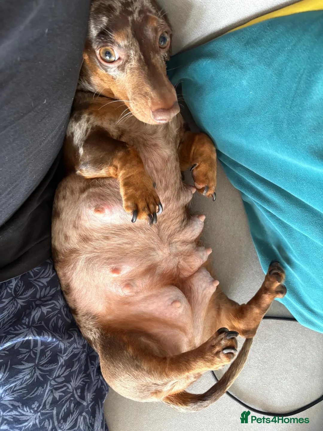 Miniature Dachshund dogs for sale: Gorgeous Trio of Mini Dachshunds in Portsmouth - Advert 1