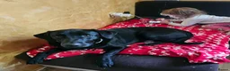 Mixed Breed dogs for adoption: 🐾 MAX – LOOKING FOR A FOREVER HOME 🐾 - Advert 4