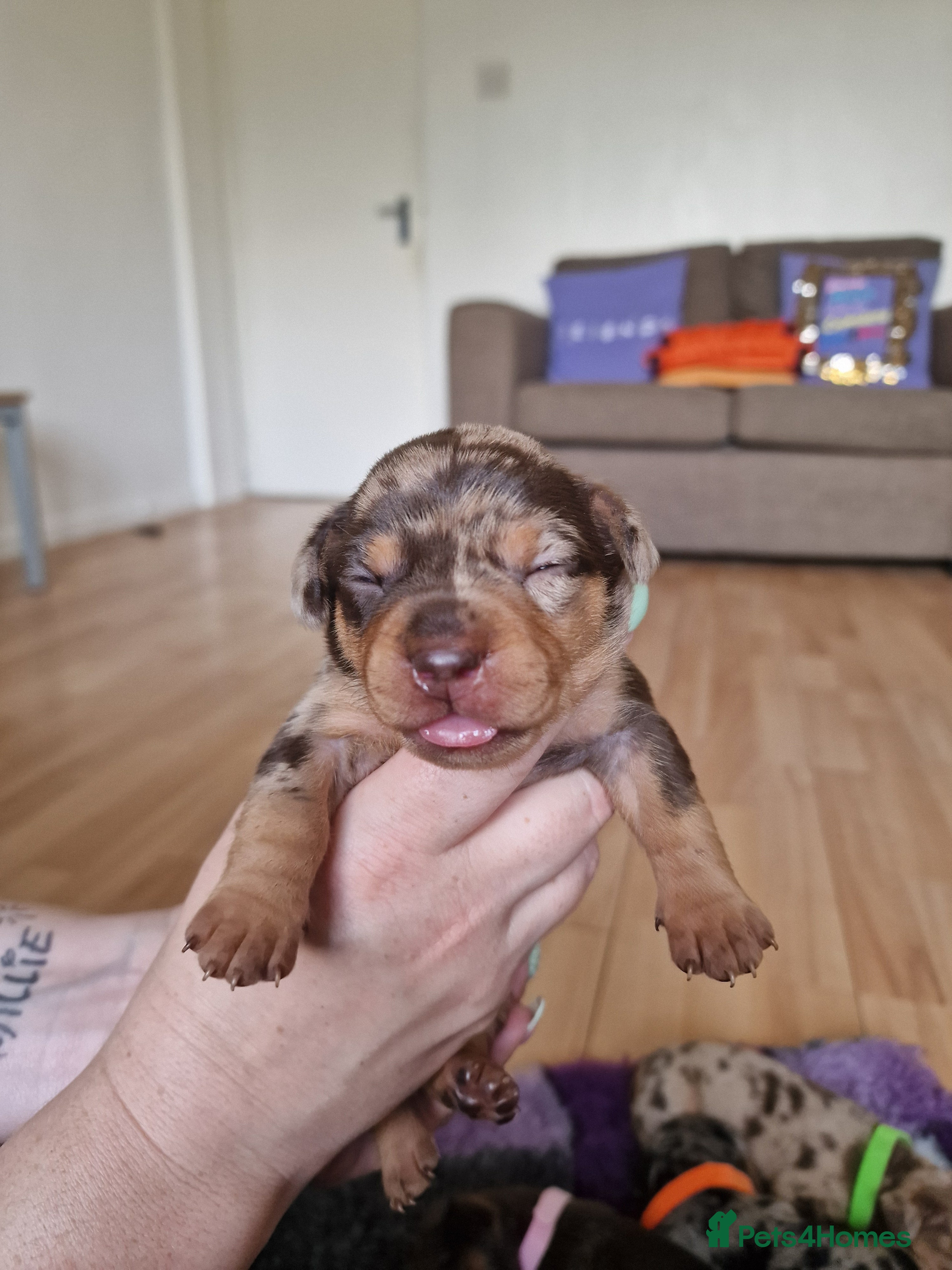 Red Collar French Wiener 