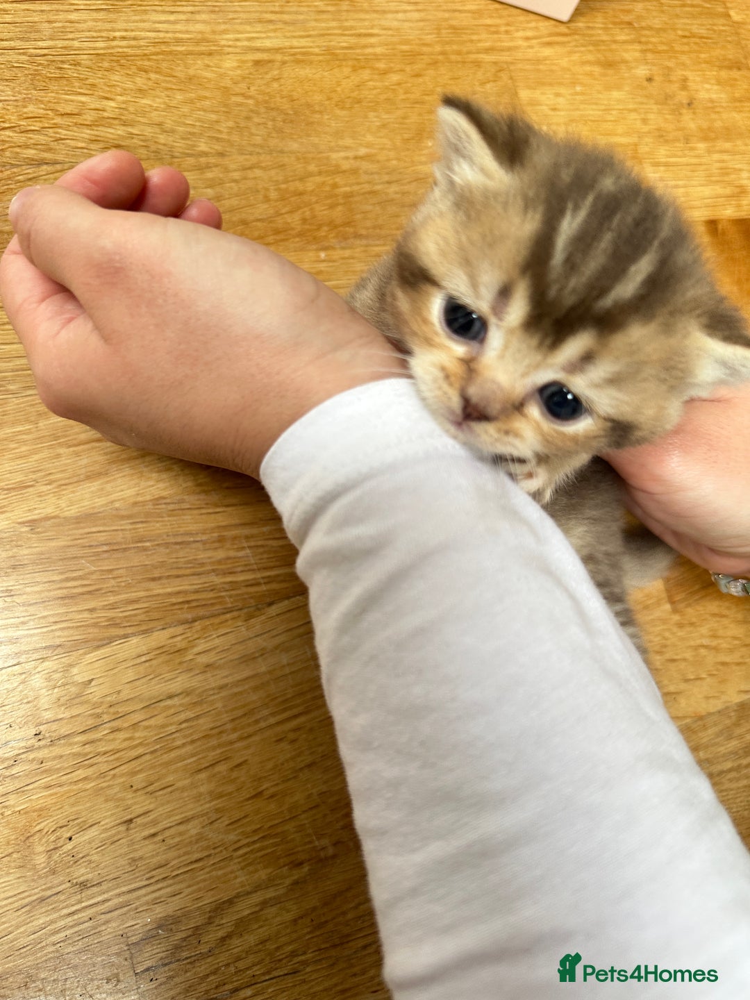 British Shorthair cats for sale: Chunky British Shorthair Kittens - Advert 9