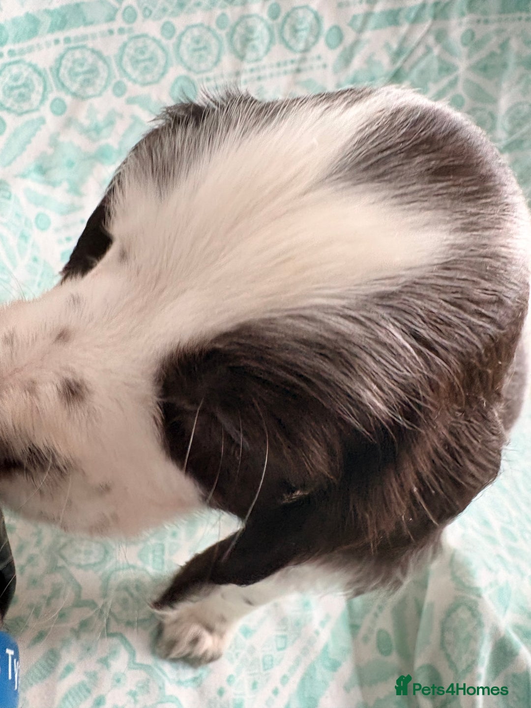 Cocker Spaniel dogs for sale: 2 cocker spaniel puppies for Sale - Advert 4