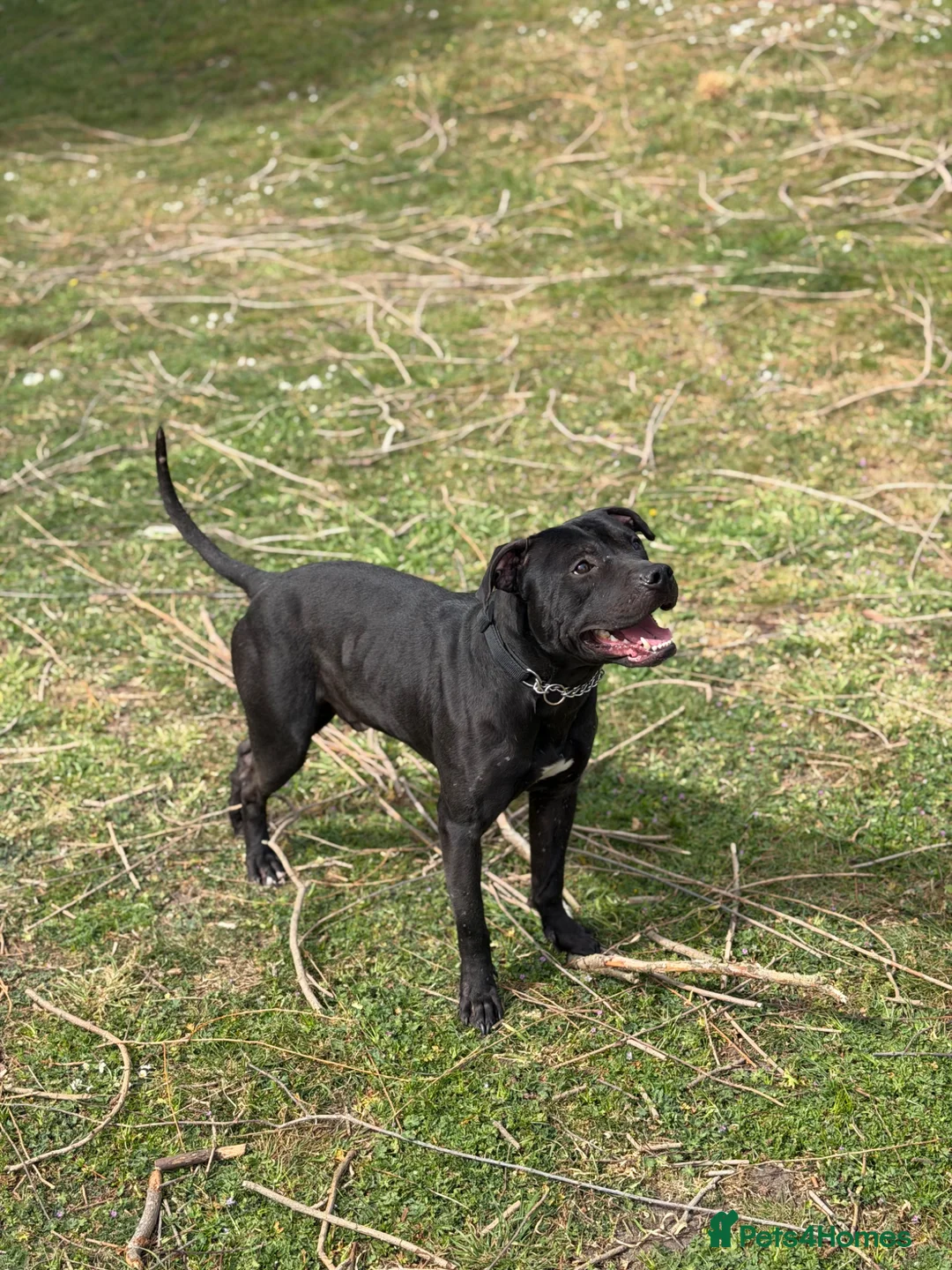 American Bull Staffy dogs for stud: PROVEN AMERICAN STAFF STUD AVAILABLE - Advert 1