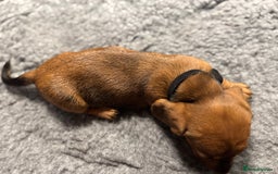 Dachshund dogs for sale: Short backed wire-haired dachshunds - Image 11