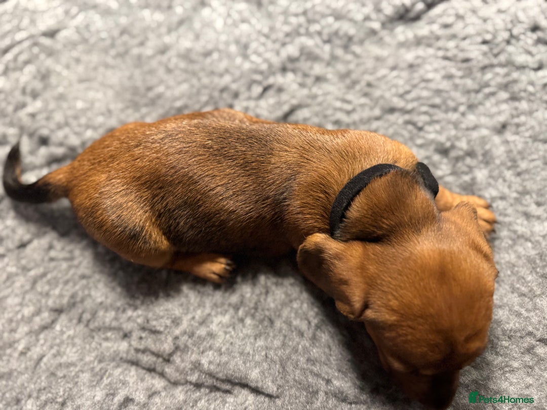 Dachshund dogs for sale: Short backed wire-haired dachshunds - Image 11