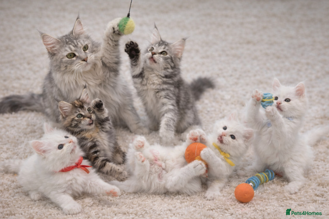 Maine Coon cats for sale: Outstanding pedigree kittens - Advert 11