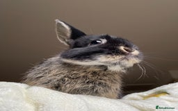 Netherland Dwarf rabbits for sale: 2yo NetherlandDwarf Boy Ace Needs a loving Home - Image 1