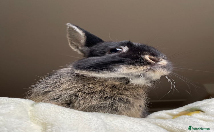 Netherland Dwarf rabbits - Advert 2