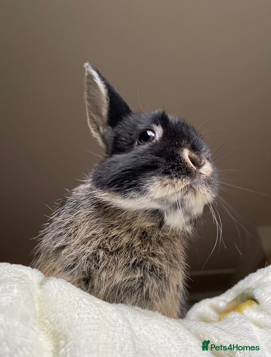 Netherland Dwarf rabbits for sale: 2yo NetherlandDwarf Boy Ace Needs a loving Home - Image 1