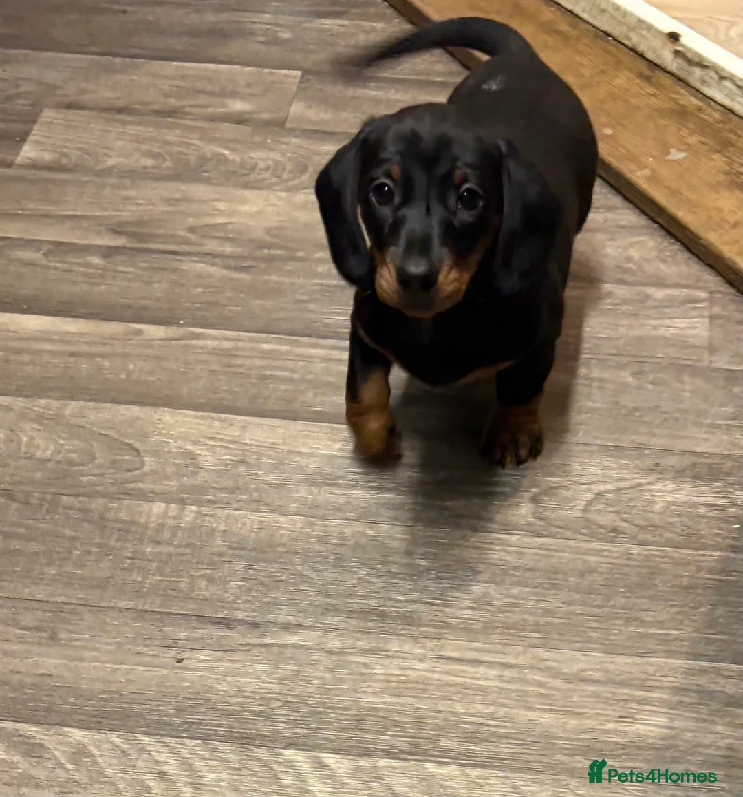 Miniature Dachshund dogs for sale: Beautiful little boy - Advert 4
