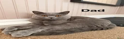 British Shorthair cats for sale: British blue shorthair kittens  - Advert 4
