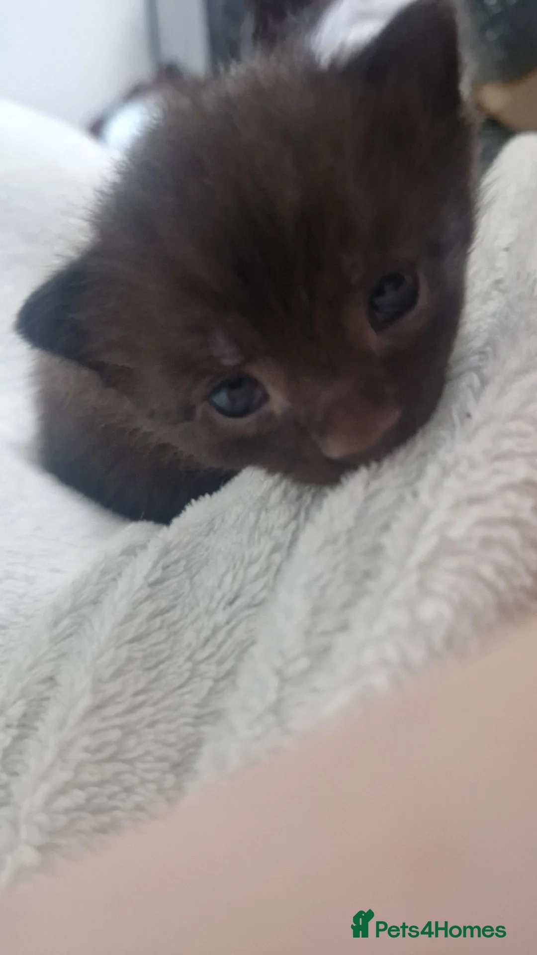 Domestic Shorthair cats for sale: 2 boy kittens  - Advert 2