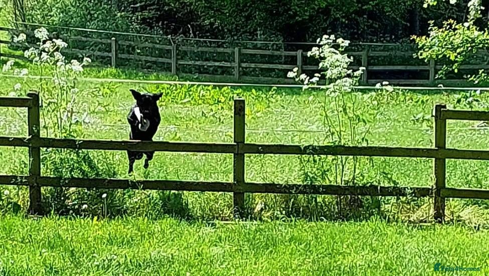 Labrador Retriever dogs RUBY Black Strong lab bitch  - Advert 6