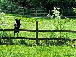 Labrador Retriever dogs for sale - Advert 1