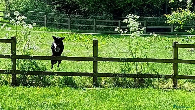 Labrador Retriever dogs - Advert 5