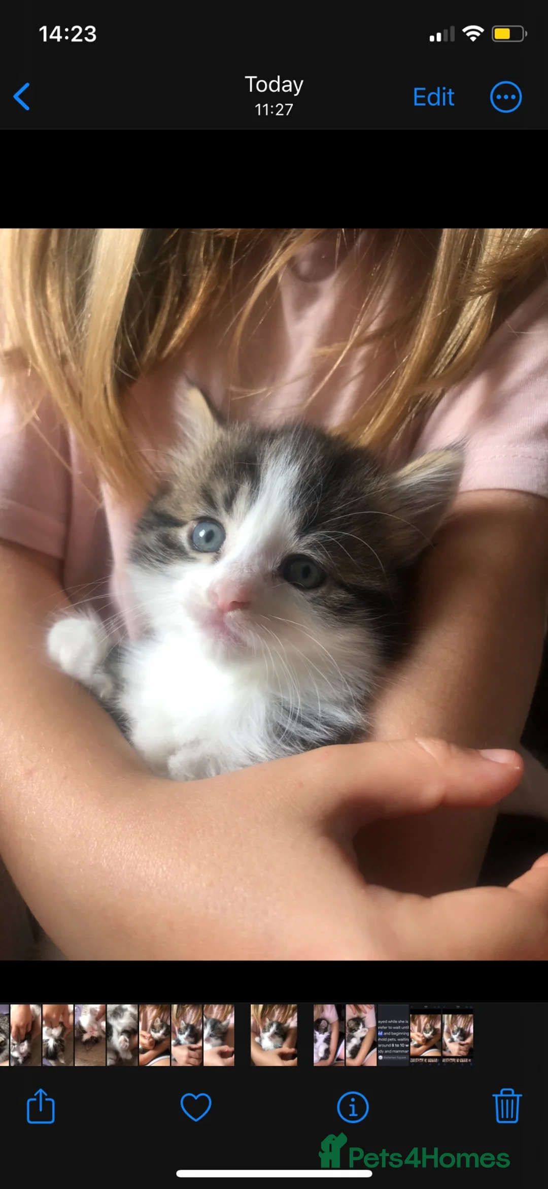 Mixed Breed cats for sale: Kittens  - Advert 1