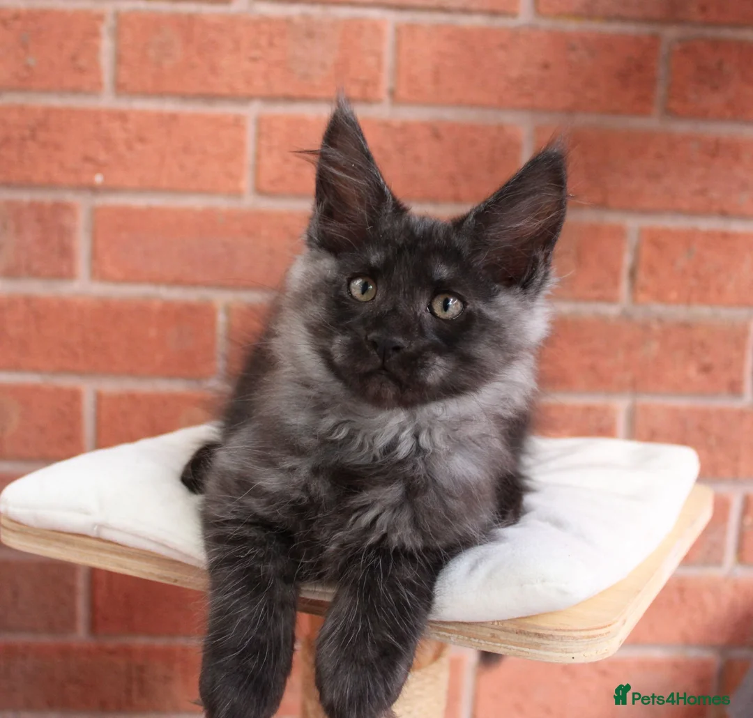Maine Coon cats for sale: 🐾 WildPawzuk TICA Registered Maine Coon Kittens🐾 - Advert 1