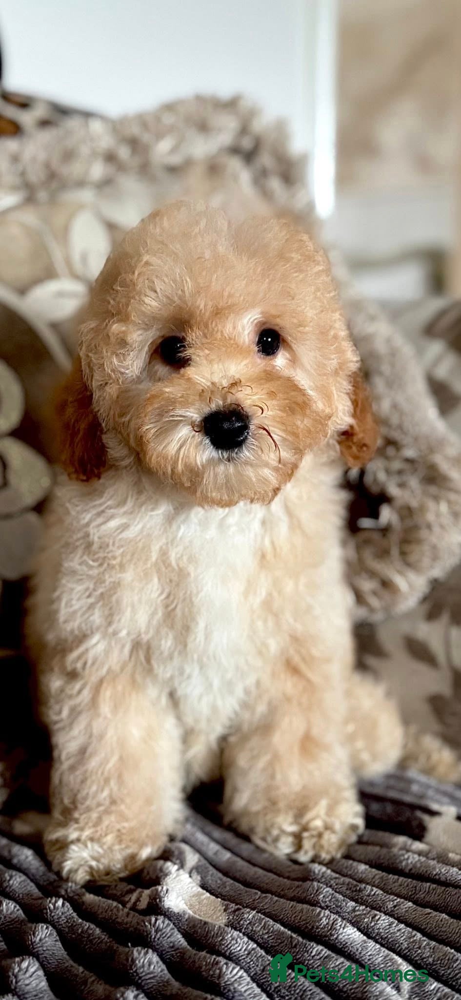 Cavapoo dogs for sale: Bambi Doodle Bug - F1b Teddy Bear Cavapoo Girl  - Advert 3
