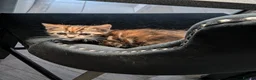 Mixed Breed cats for sale: 5 little chubby fur balls  - Advert 4