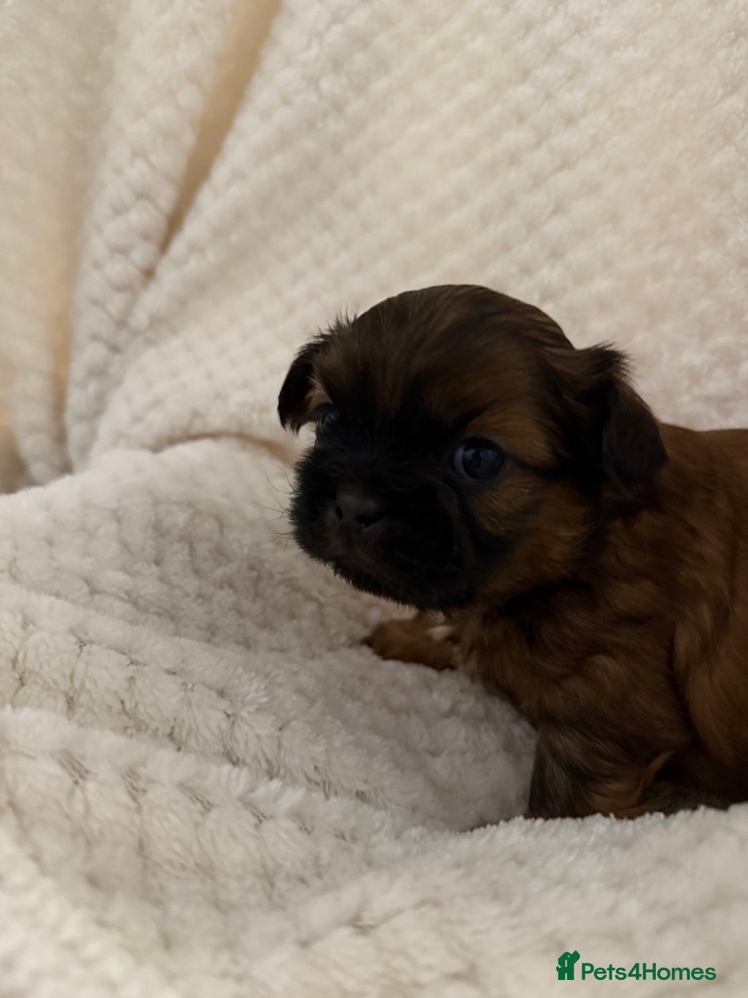 Shih Tzu dogs for sale: Shih tzu puppies  - Advert 4