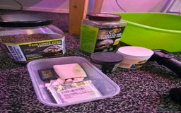 Tortoise reptiles for sale: Sulcata tortoise and set up - Image 11