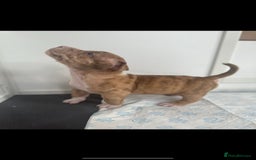 American Bully dogs for sale: Puppies American pocket bully - Image 5